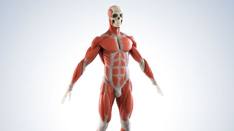 anatomie-character-medizin-visualisierung 3D Animation und 3D Computeranimation